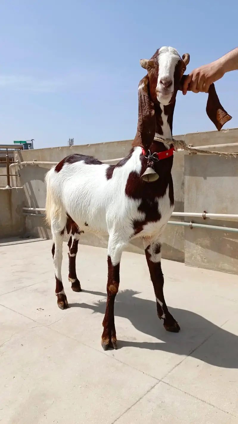 premium bakri ready for sale — photo 5