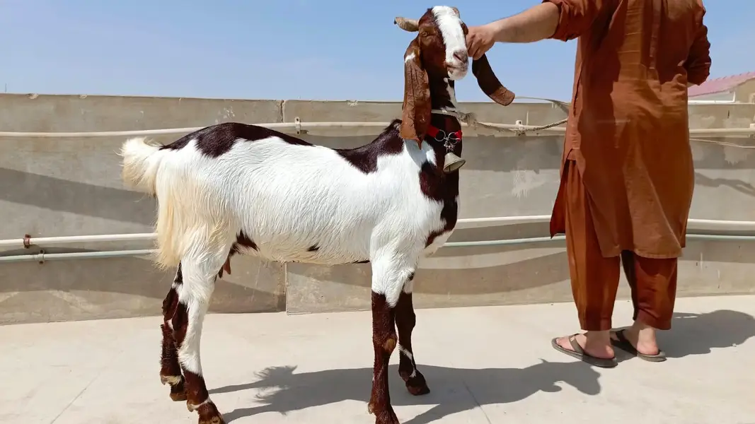 premium bakri ready for sale — photo 6