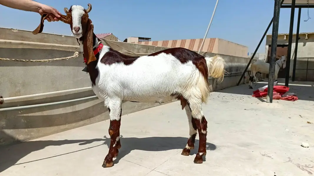 premium bakri ready for sale — photo 7