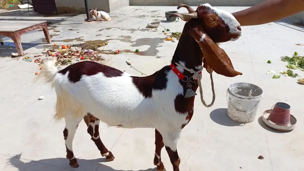 premium bakri ready for sale — photo 8