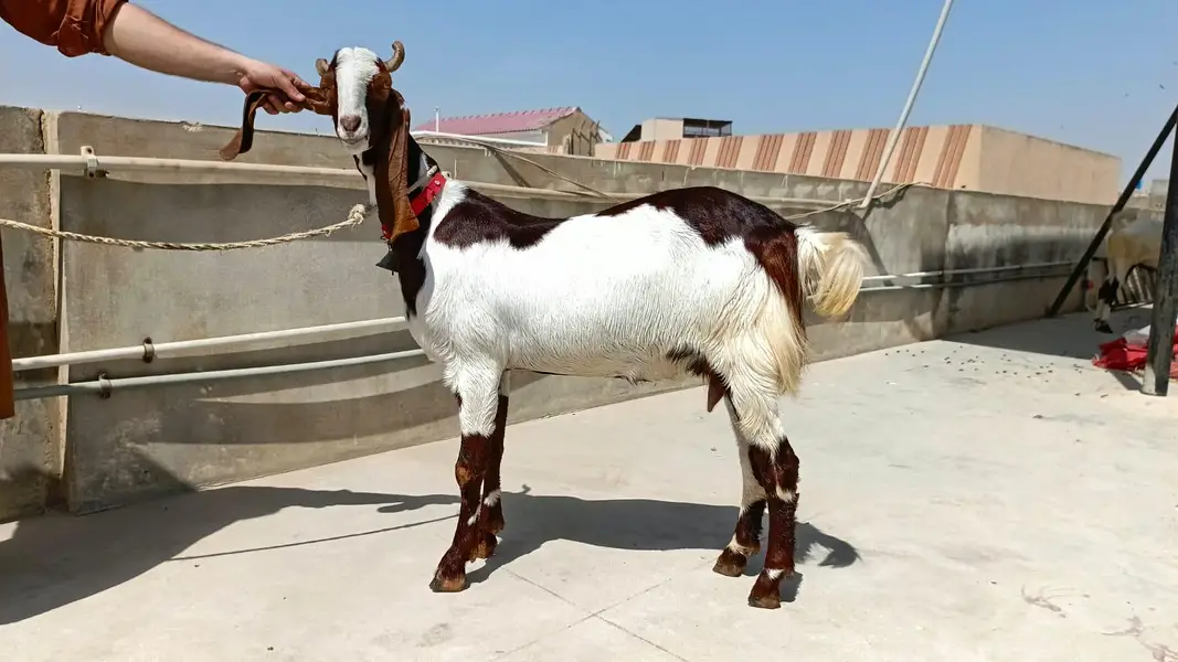 premium bakri ready for sale — photo 9