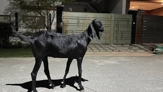 beetal bakri 1.5 month pregnant