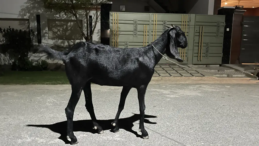 beetal bakri 1.5 month pregnant — photo 2