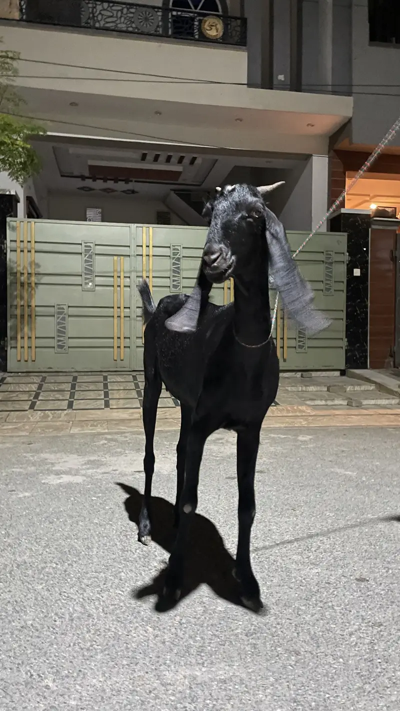 beetal bakri 1.5 month pregnant — photo 4