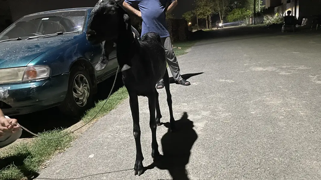 beetal bakri 1.5 month pregnant — photo 7