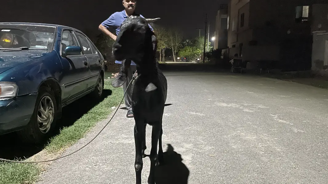 beetal bakri 1.5 month pregnant — photo 8
