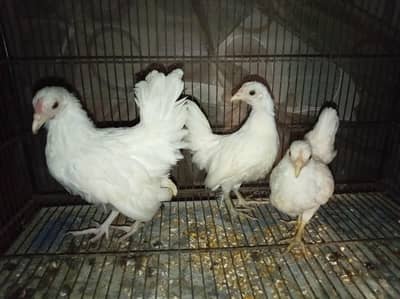 Fancy chickens