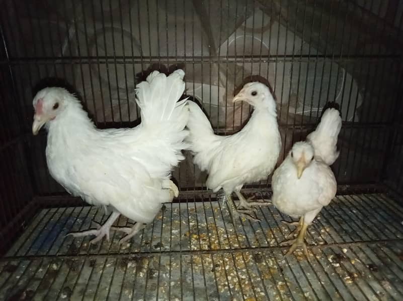 Fancy chickens 0