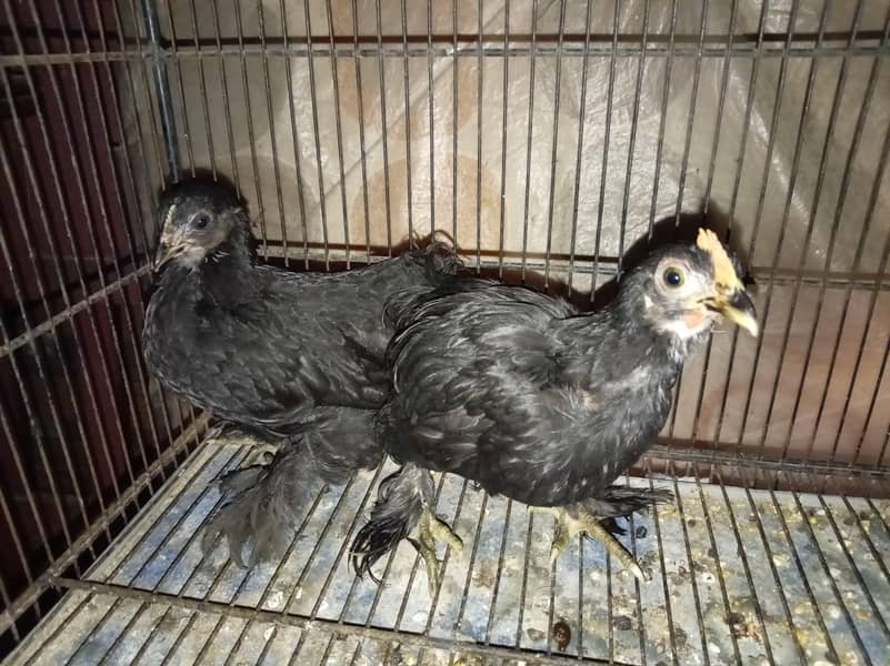 Fancy chickens 1