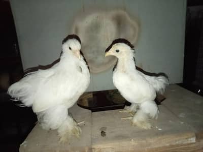 Fancy chickens