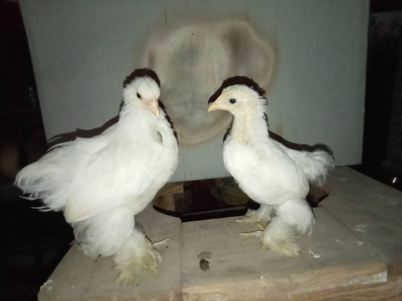 Fancy chickens 2