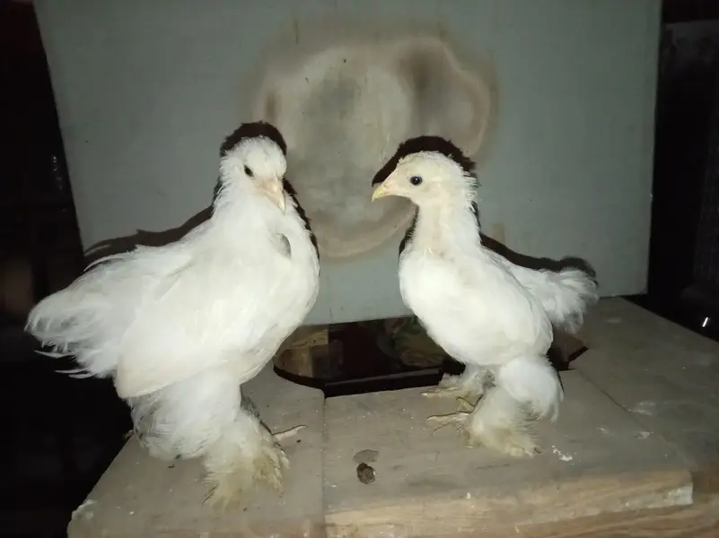 Fancy chickens — photo 3