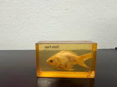 Preserved Goldfish