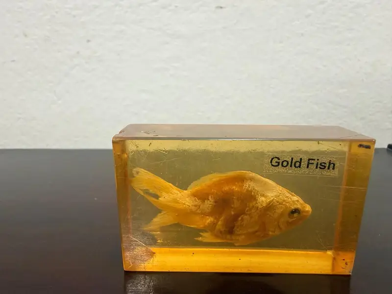 Preserved Goldfish — photo 2
