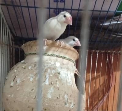 WHITE JAVA PAIR FOR SALE