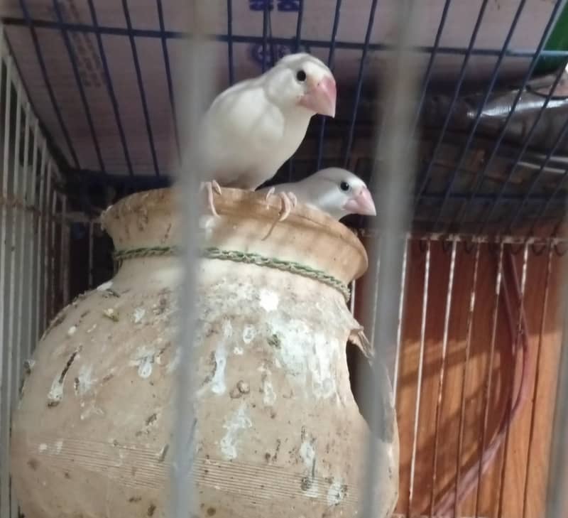 WHITE JAVA PAIR FOR SALE 0