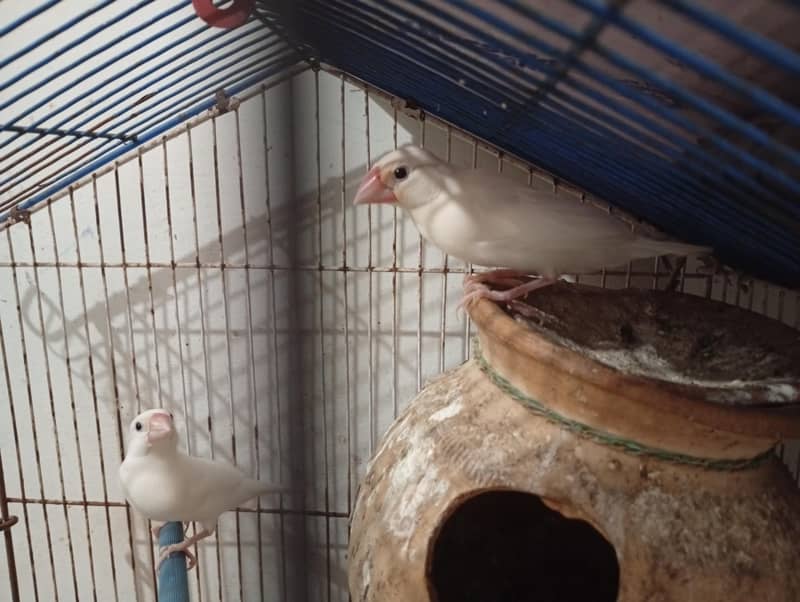 WHITE JAVA PAIR FOR SALE 1