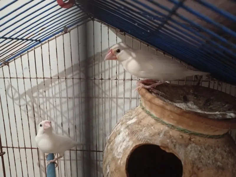 WHITE JAVA PAIR FOR SALE — photo 2