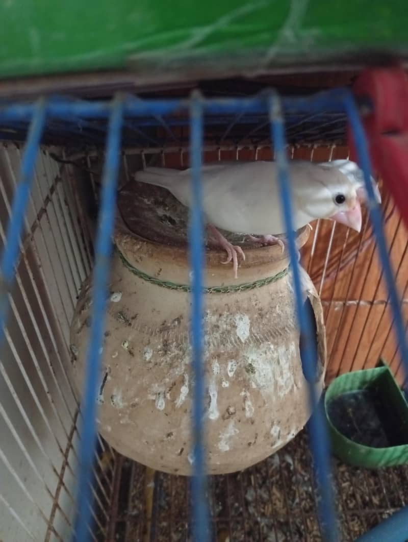 WHITE JAVA PAIR FOR SALE 2