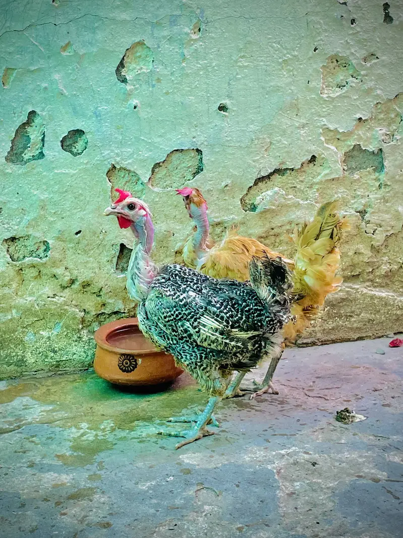 Golden Misri — photo 2