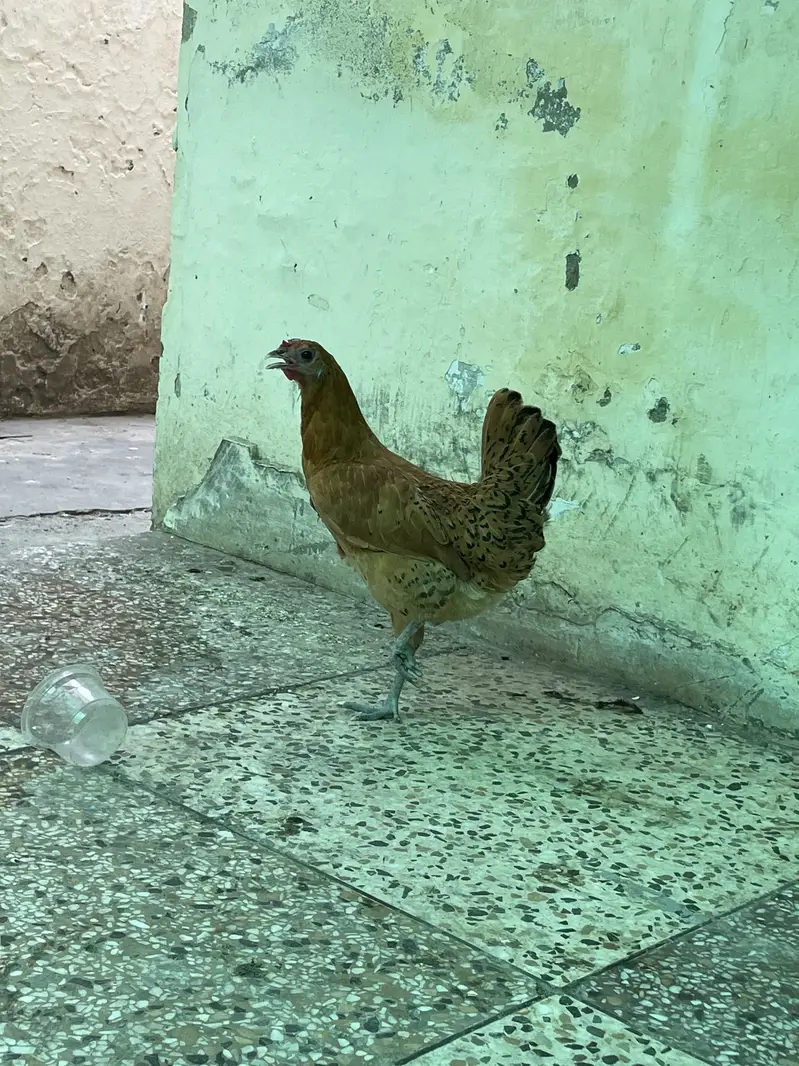 Golden Misri — photo 3