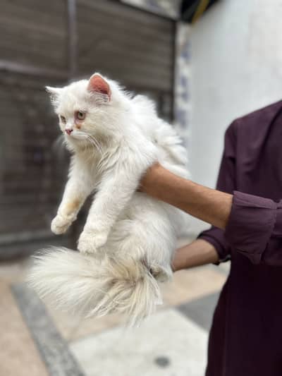 Persian cat.     Imported from Italy