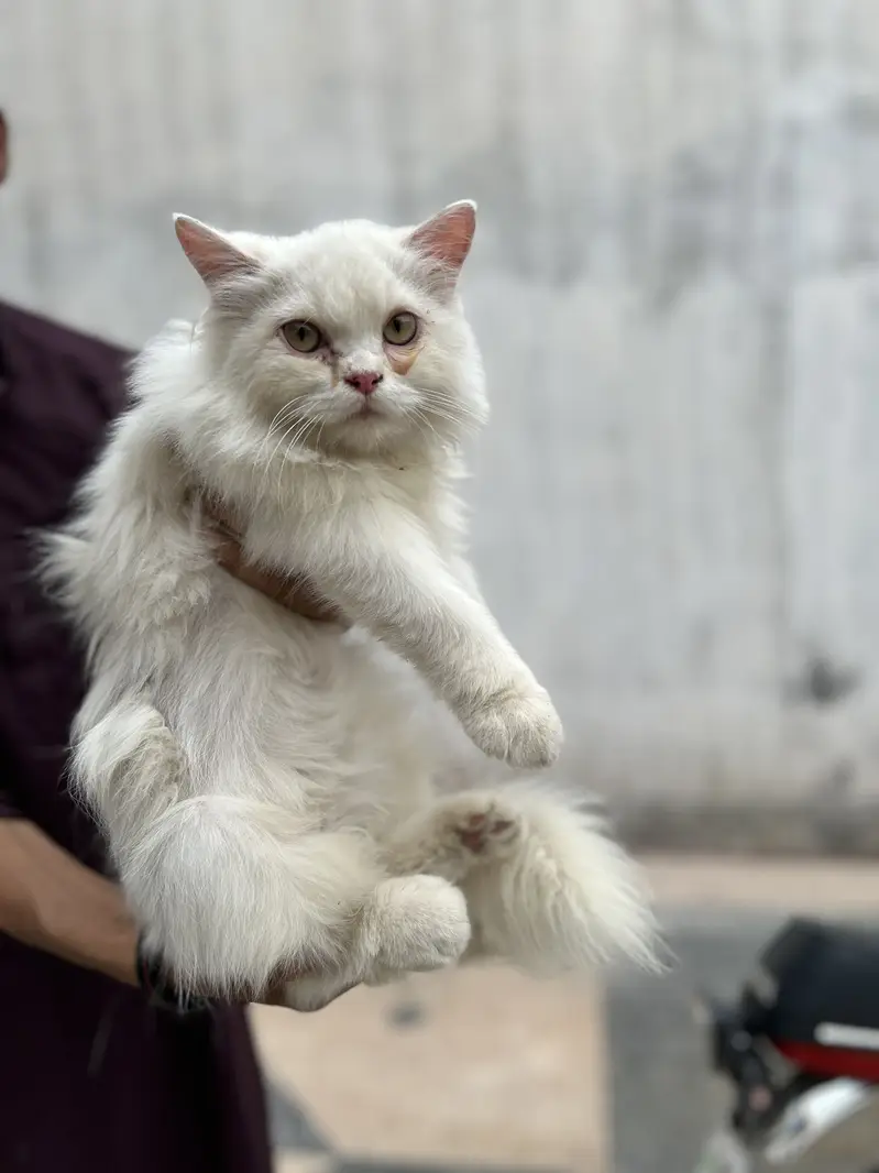 Persian cat.     Imported from Italy — photo 2
