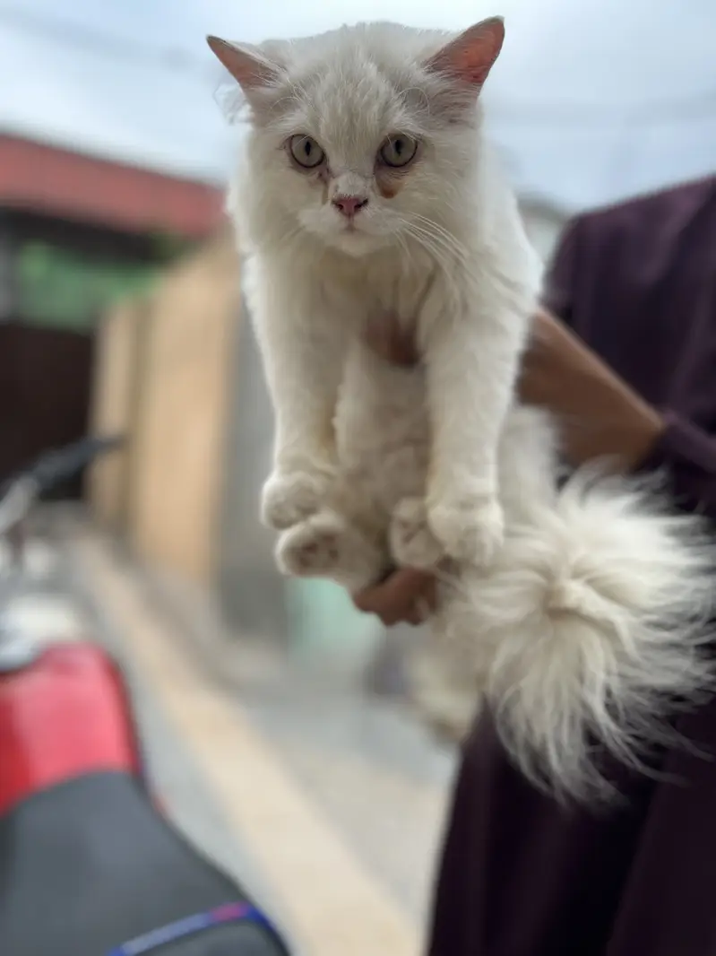 Persian cat.     Imported from Italy — photo 3