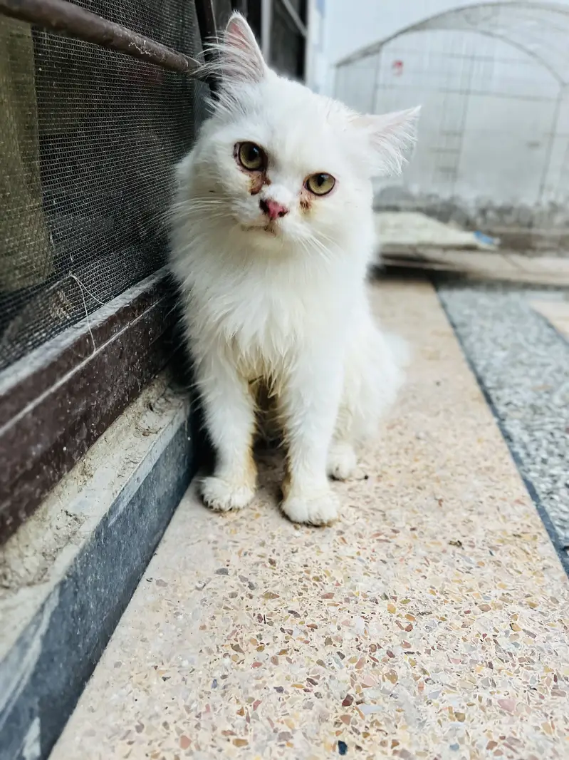 Persian cat.     Imported from Italy — photo 4