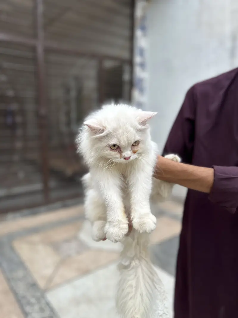 Persian cat.     Imported from Italy — photo 5