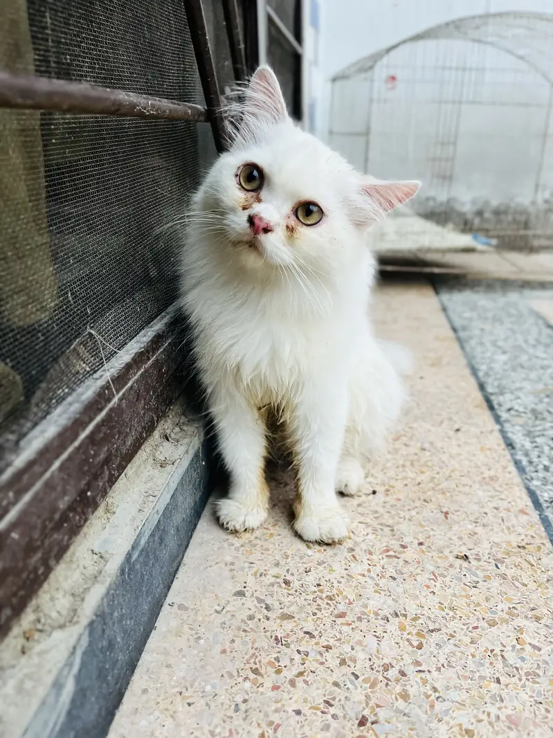 Persian cat.     Imported from Italy — photo 6