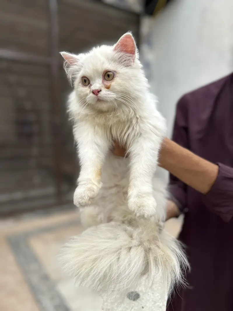 Persian cat.     Imported from Italy — photo 7