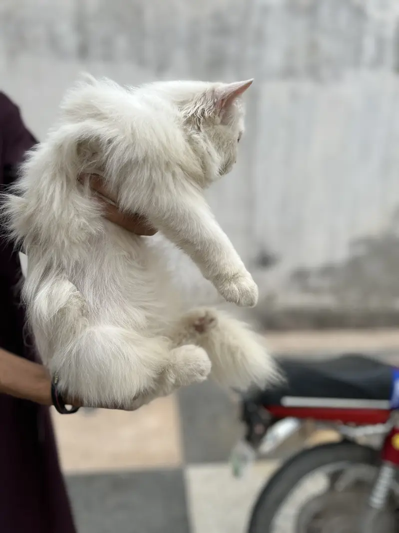 Persian cat.     Imported from Italy — photo 8