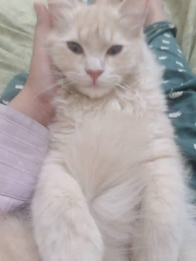 6 months persian cat