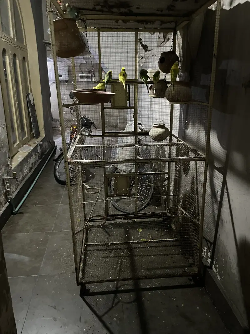 Iron cage — photo 4