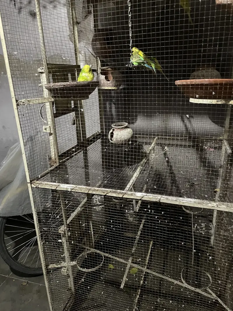 Iron cage — photo 5