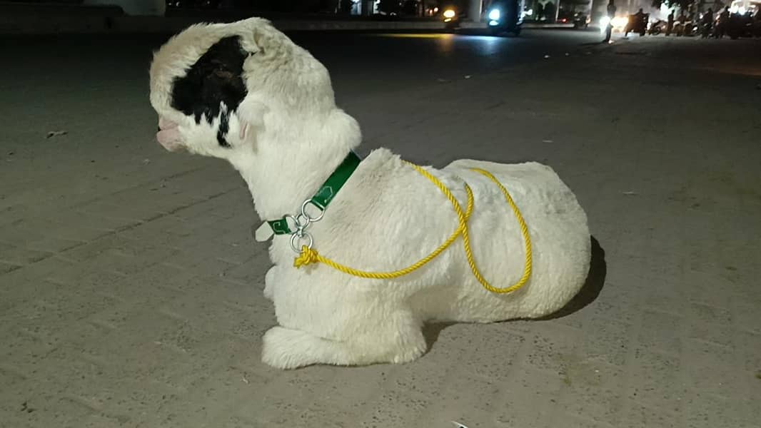اے پلس کوالٹی مندرا جوڑی 1