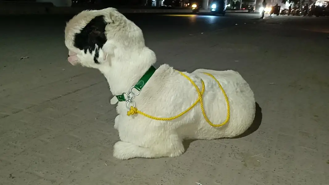 اے پلس کوالٹی مندرا جوڑی — photo 2