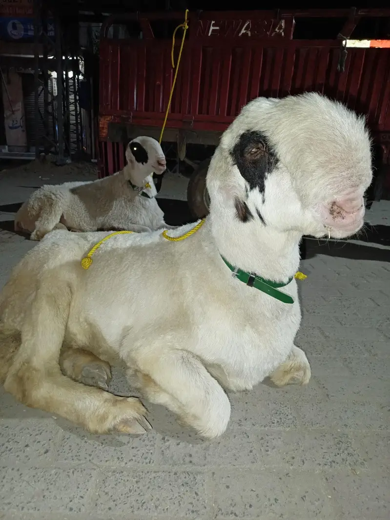 اے پلس کوالٹی مندرا جوڑی — photo 3
