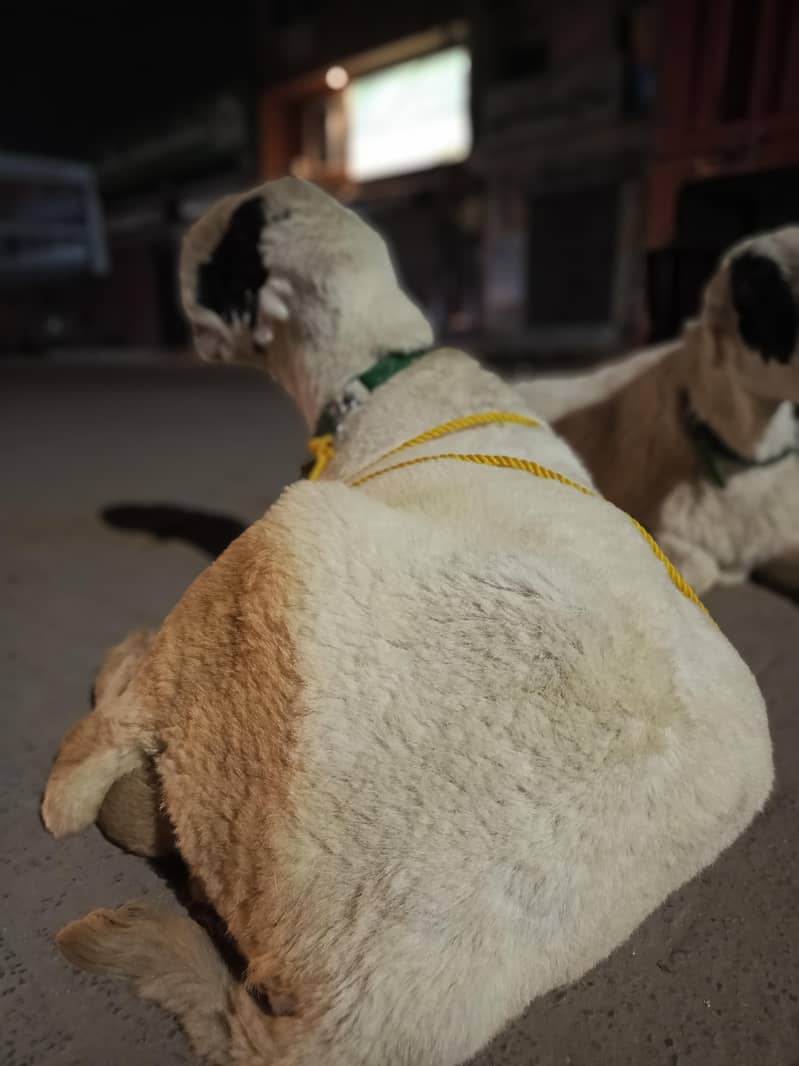 اے پلس کوالٹی مندرا جوڑی 3