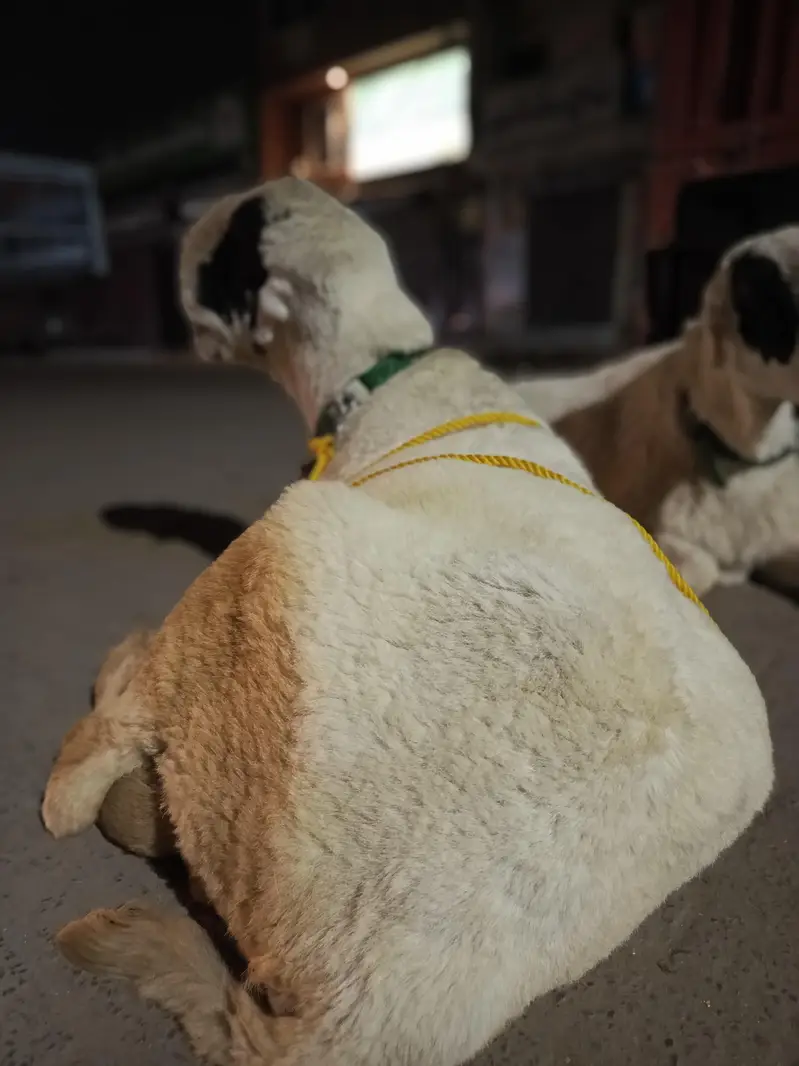 اے پلس کوالٹی مندرا جوڑی — photo 4