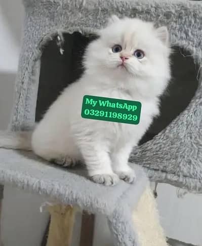 Persian cat for sale 2 month Age