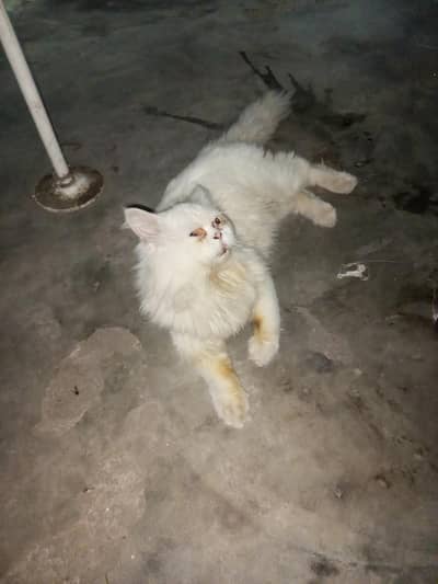russian male cat