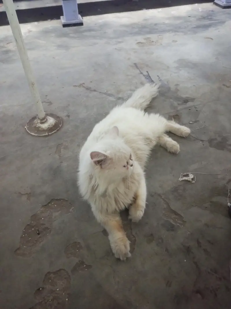 russian male cat — photo 2