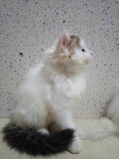 Home Breed  Double-coated Cute Persian kittens for sale