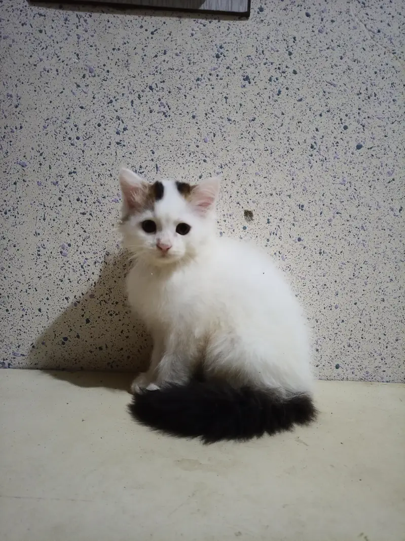 Home Breed  Double-coated Cute Persian kittens for sale — photo 2