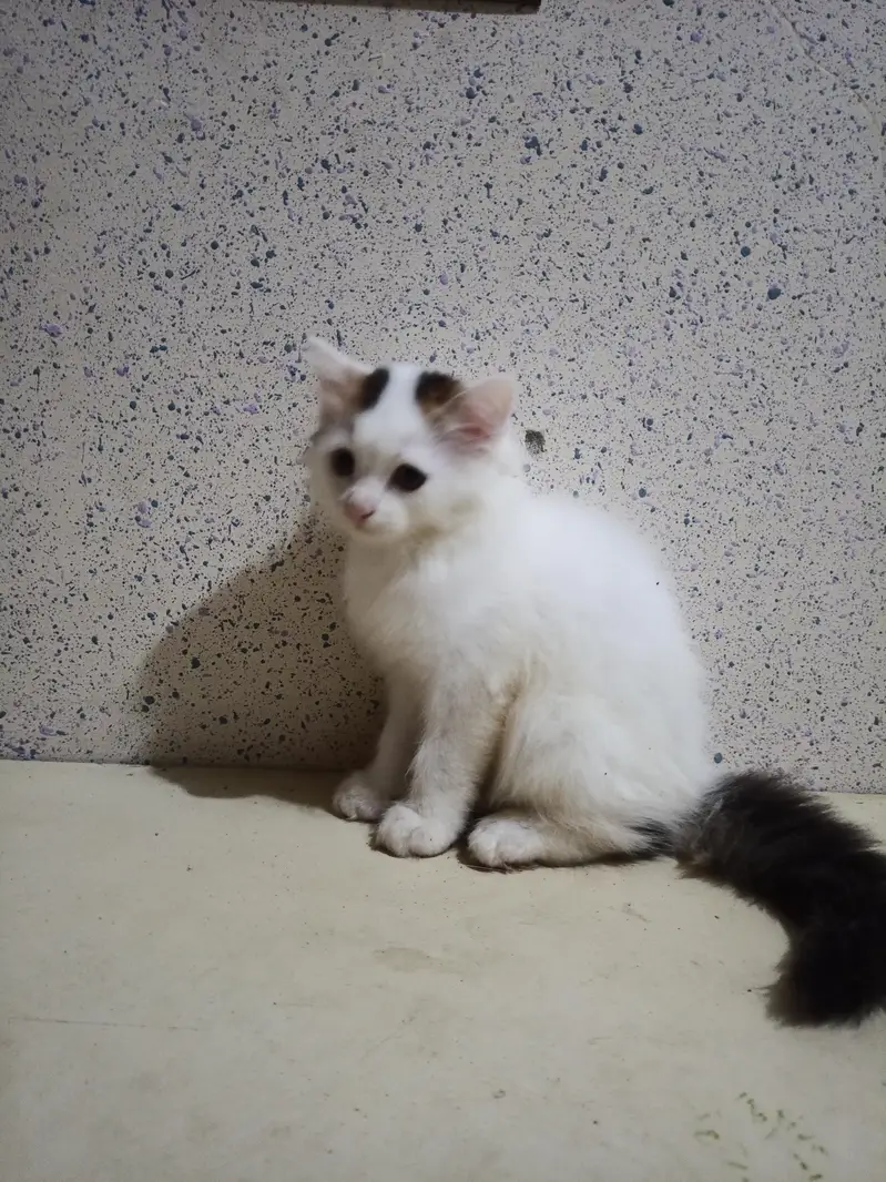 Home Breed  Double-coated Cute Persian kittens for sale — photo 3