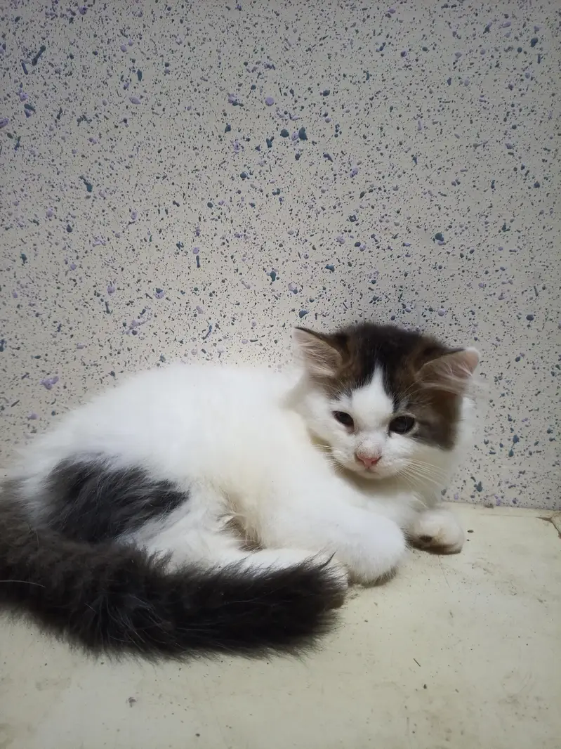 Home Breed  Double-coated Cute Persian kittens for sale — photo 4