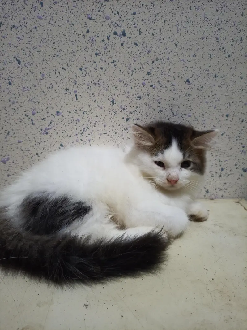 Home Breed  Double-coated Cute Persian kittens for sale — photo 5