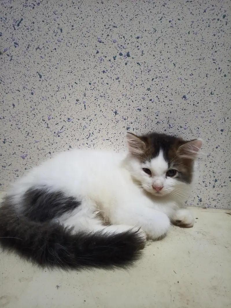 Home Breed  Double-coated Cute Persian kittens for sale — photo 6